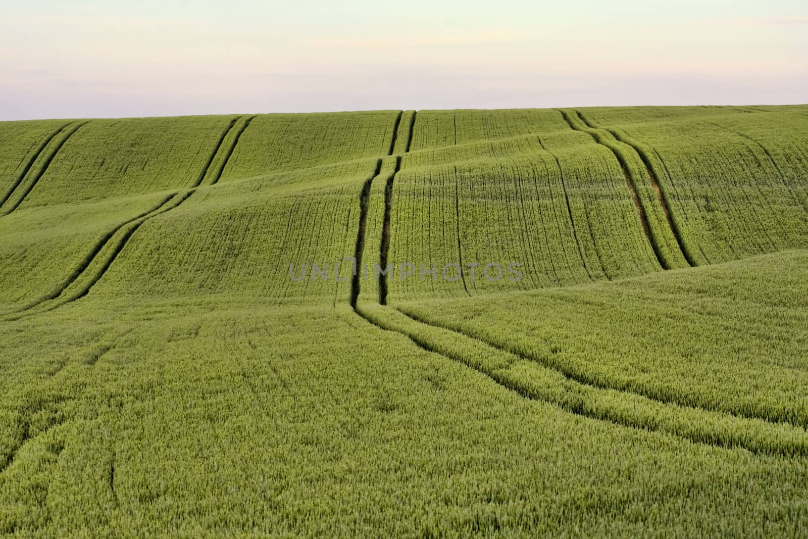 The large panorama of the totaly green field