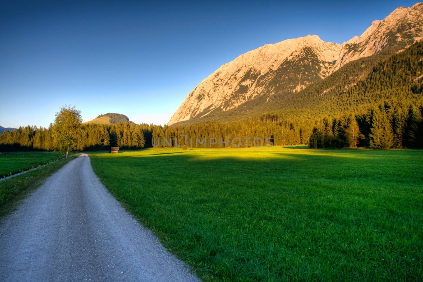 The road in the green field in summer