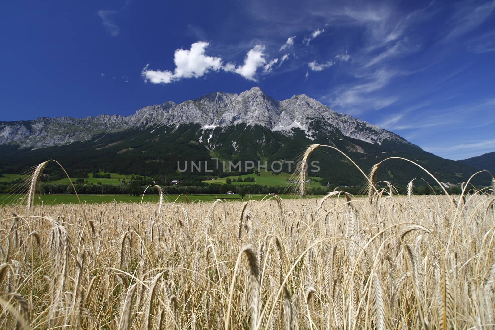 Field and large mountains panorama