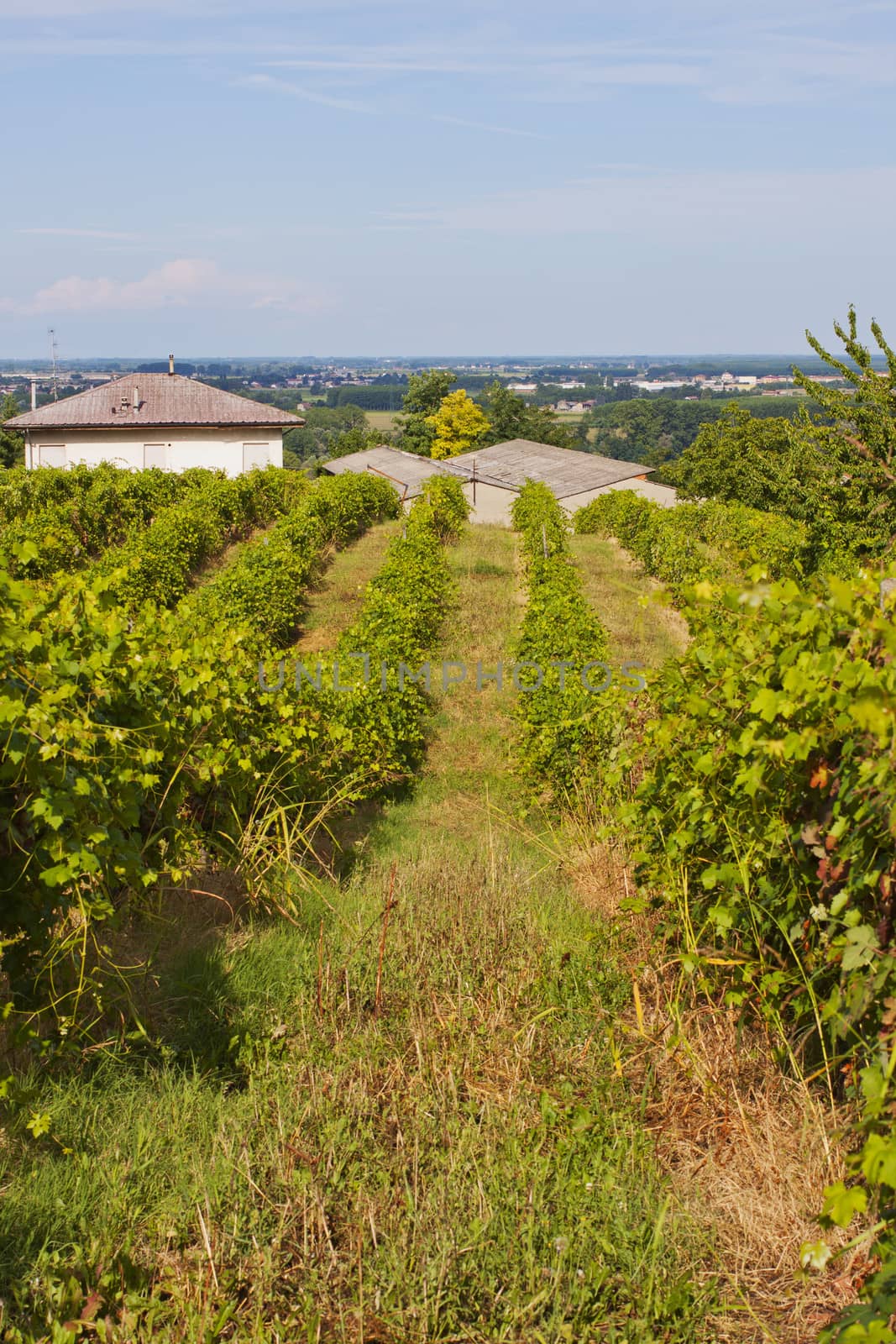 A landscape of a vineyard on a hill