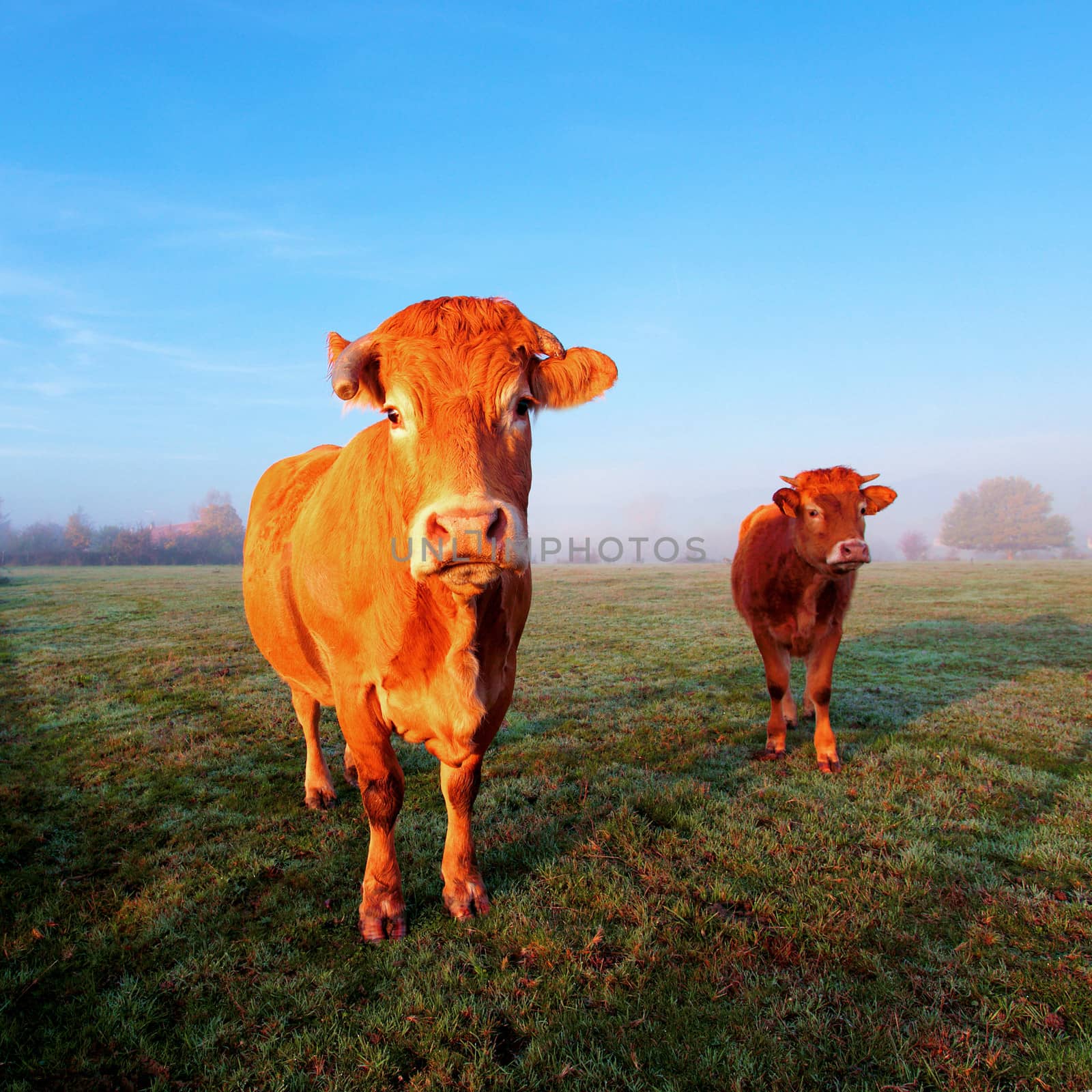 Cow on green grass and blue sky under morning sunlight