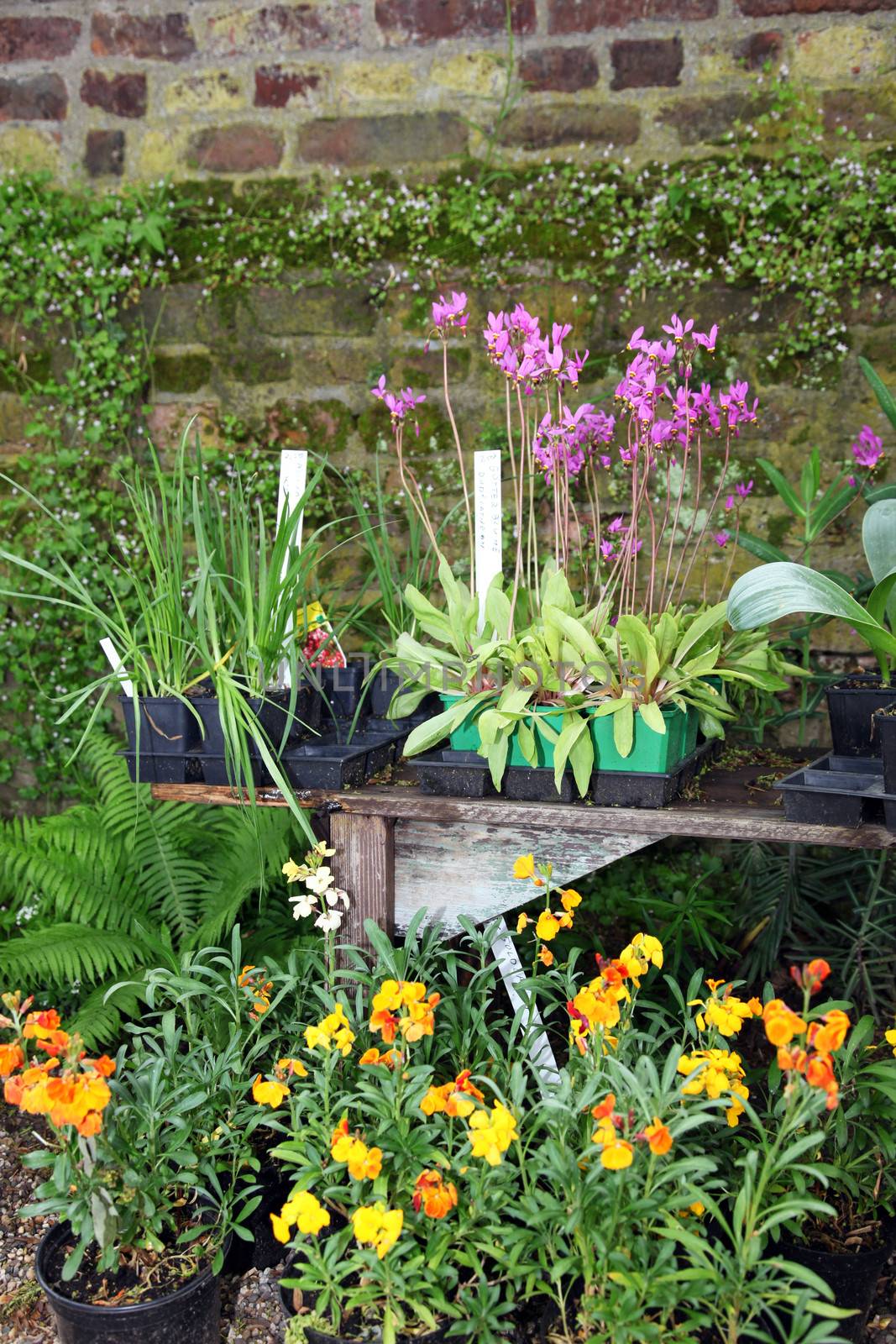 Potted colourful flowering plants and herbs in a garden standing against an old brick wall