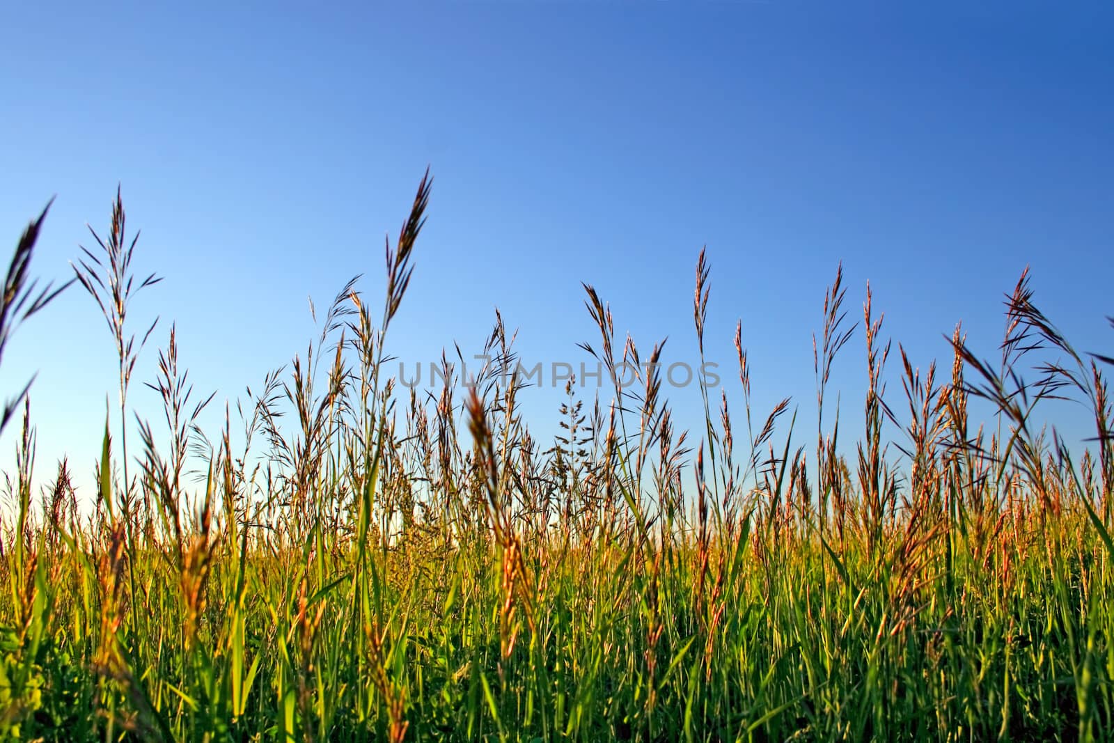 High grass in the sunset light