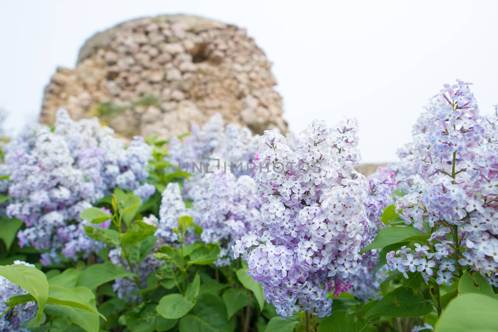 violet flowers of lilac by GekaSkr