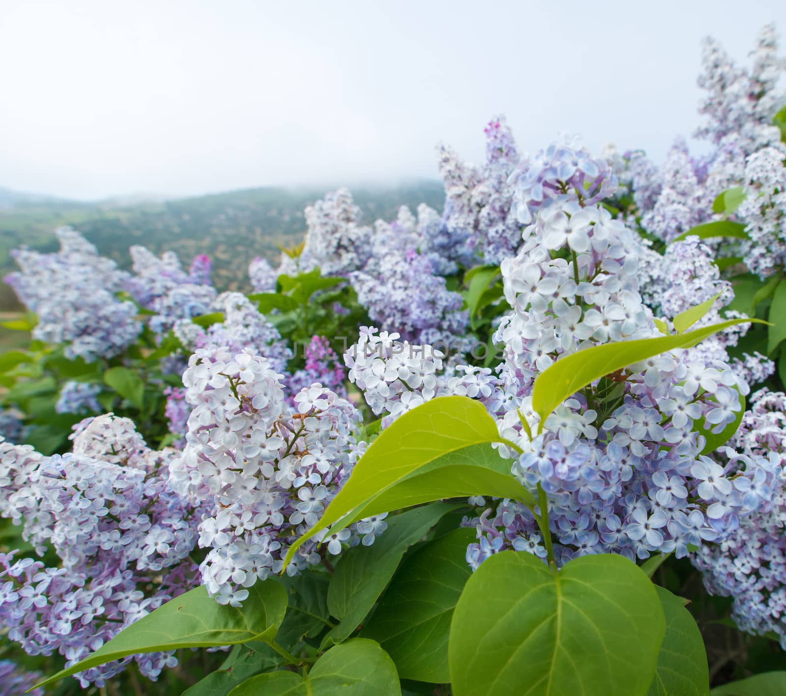 violet flowers of lilac with with green leaves