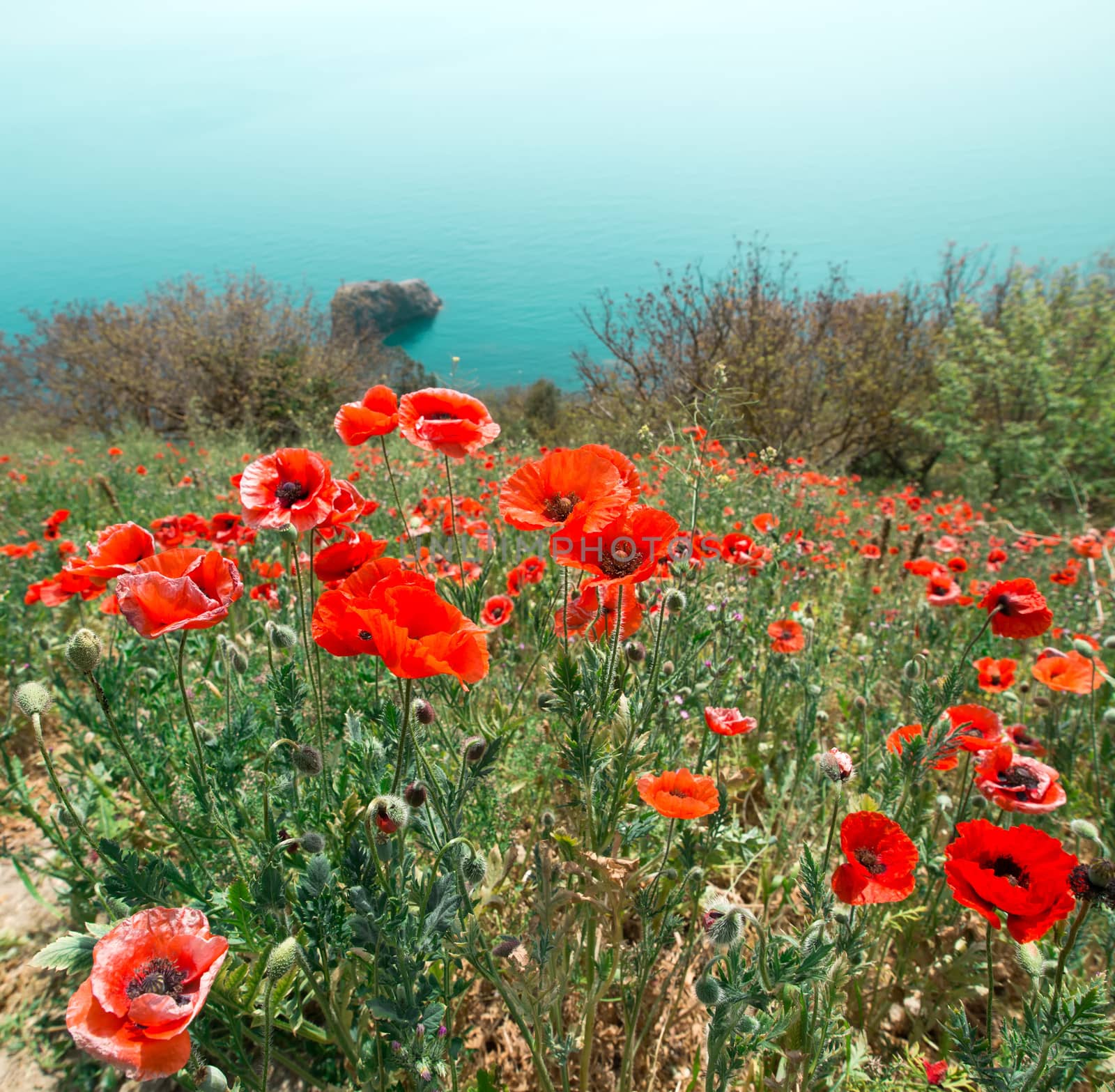 garden with red poppy flowers against sky and sea