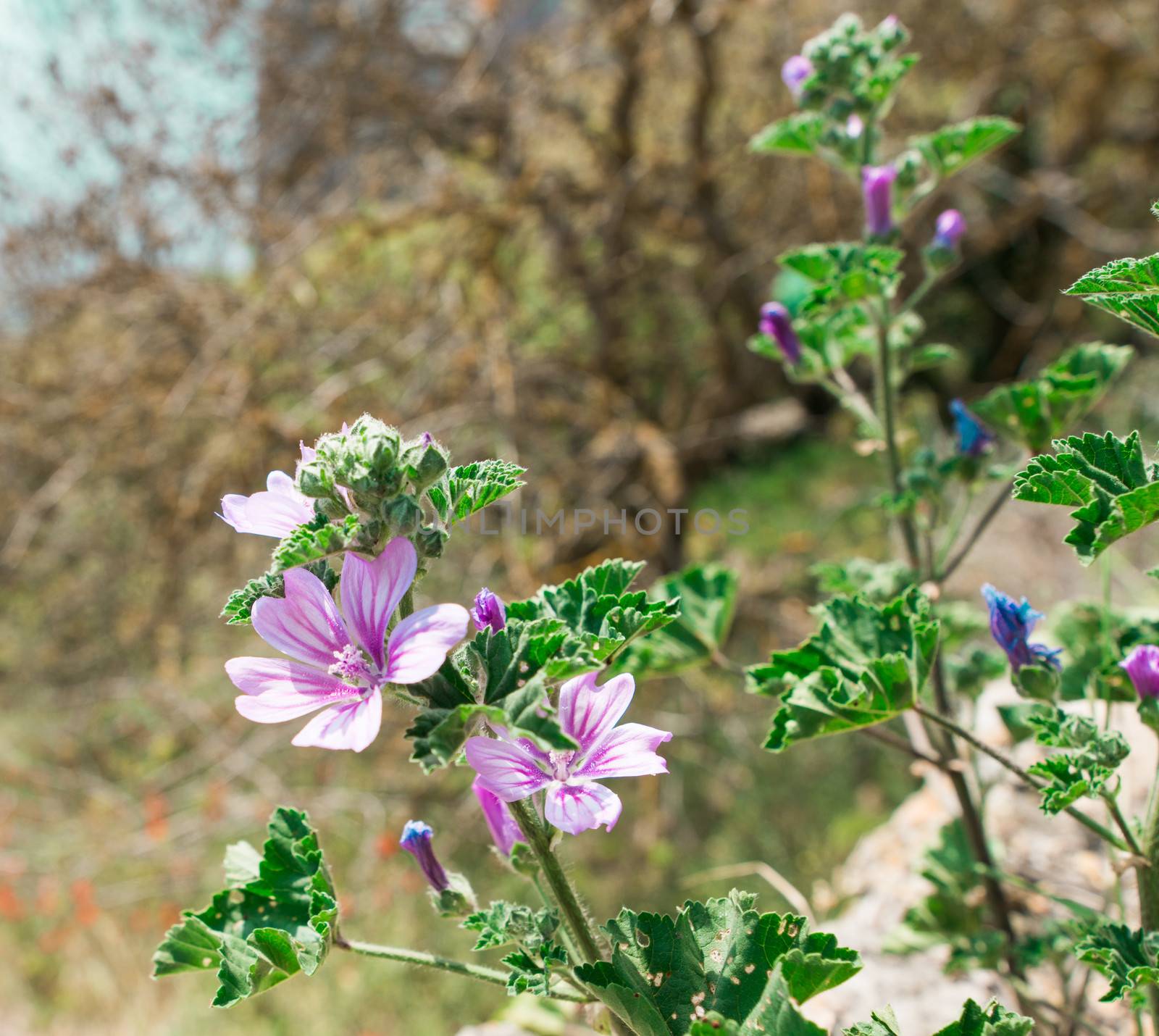 beautiful purple wild meadow flowers