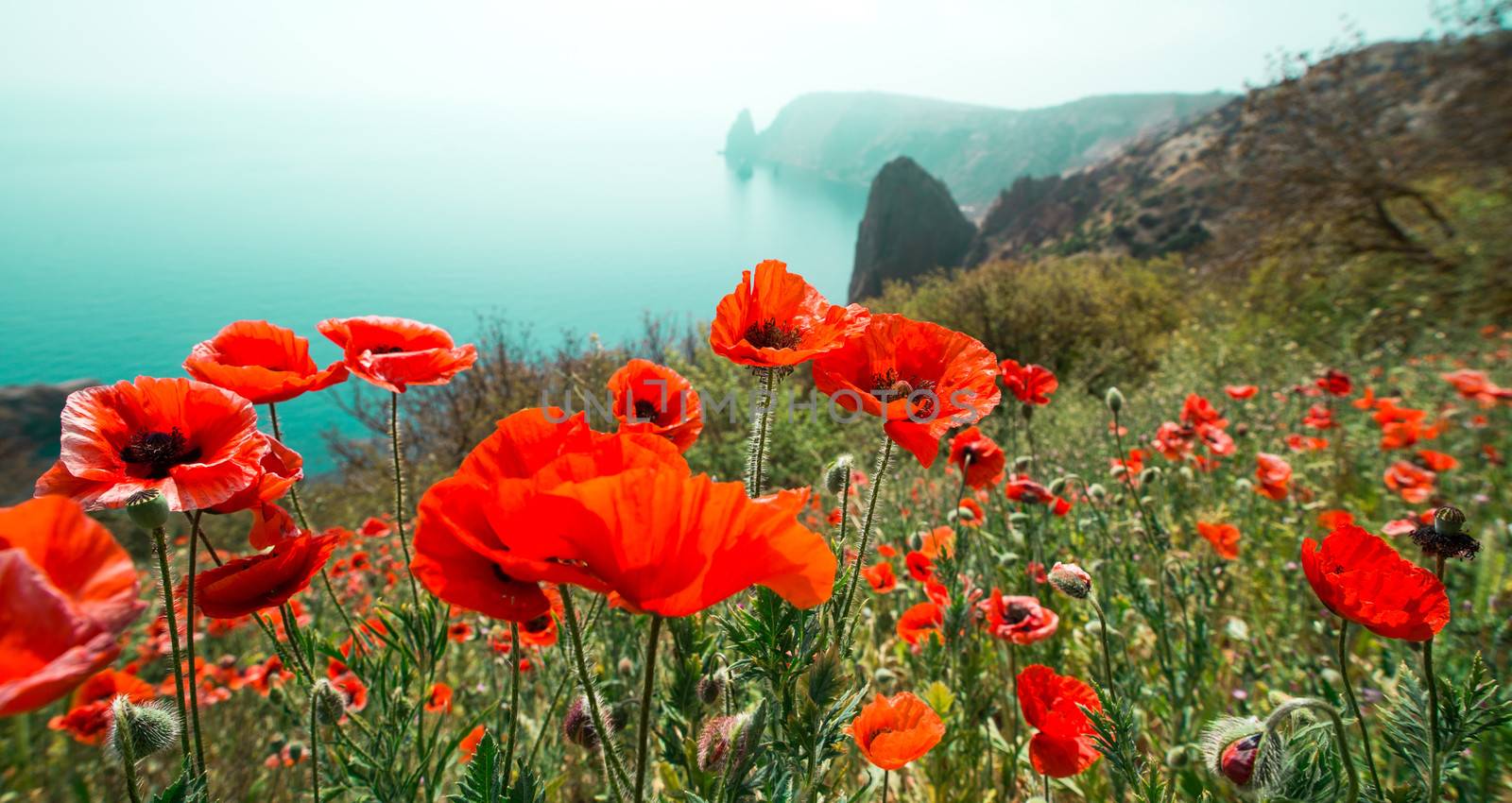 garden with poppy flowers against mountain and sea