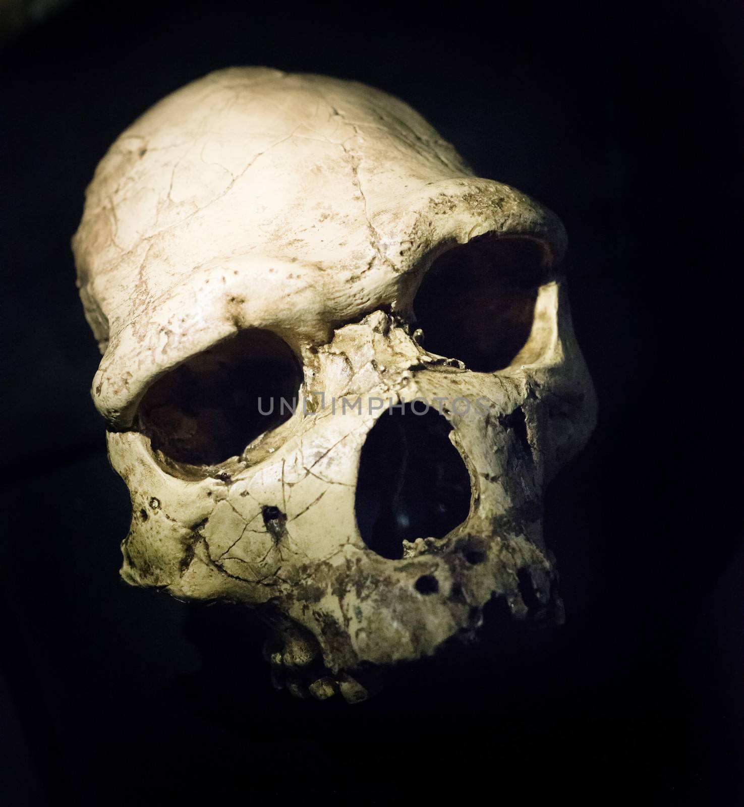 skull of an ancient Homo heidelbergensis