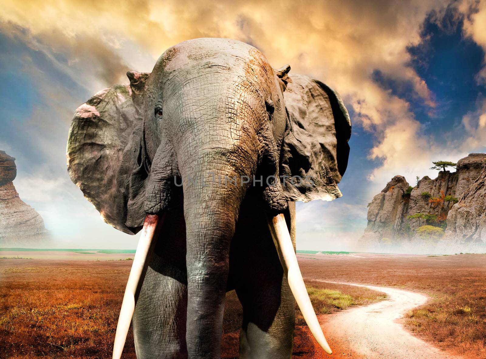 elephant by GekaSkr
