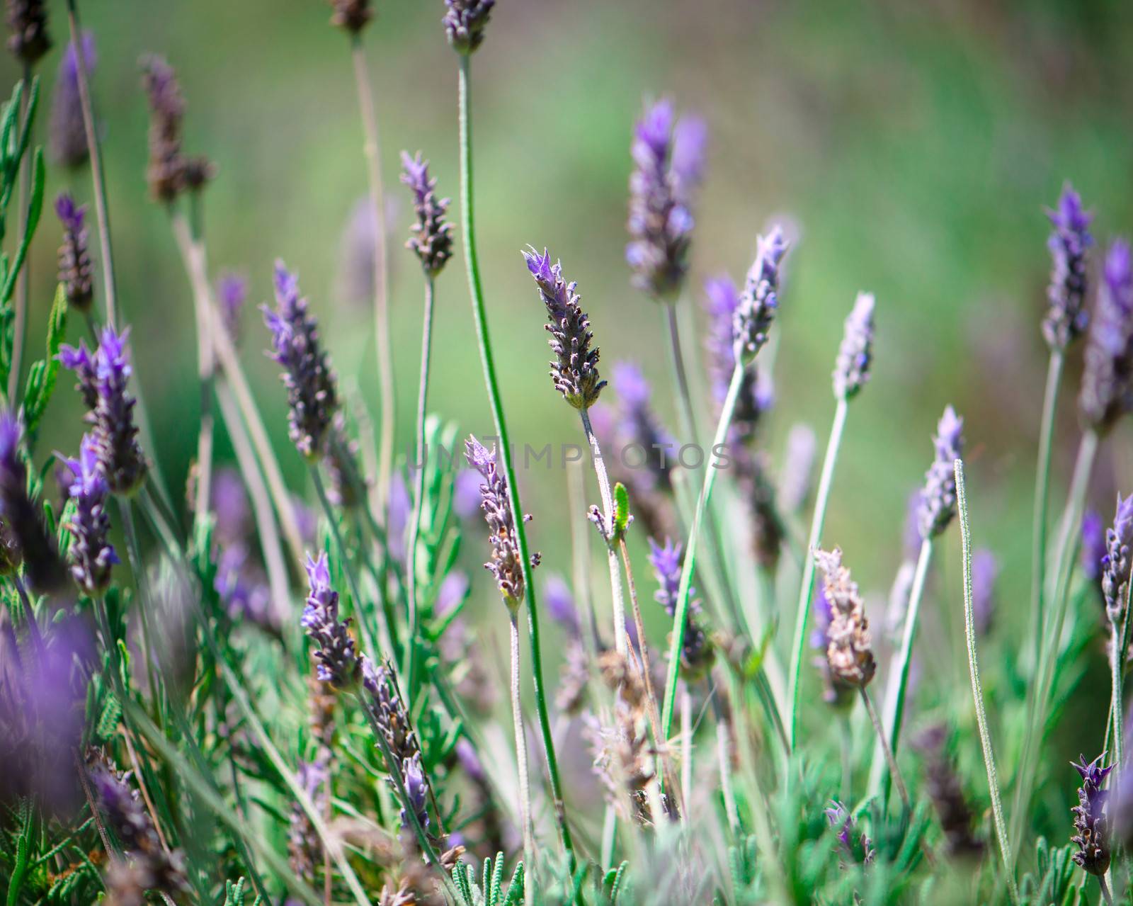 Beautiful purple lavender flowers close-up
