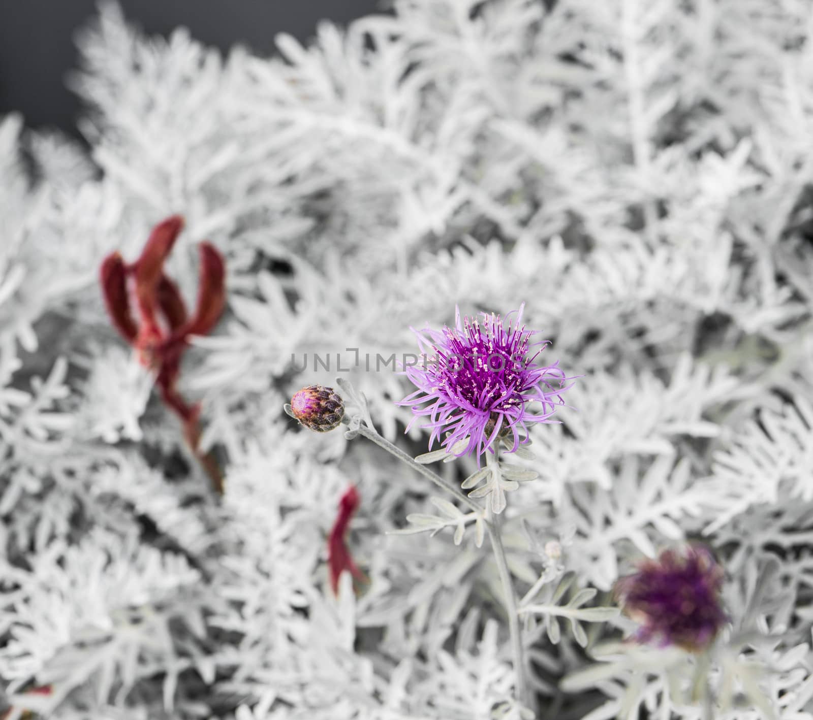 purple flower with white leaves