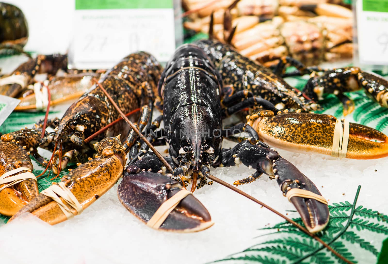Fresh lobsters in the market
