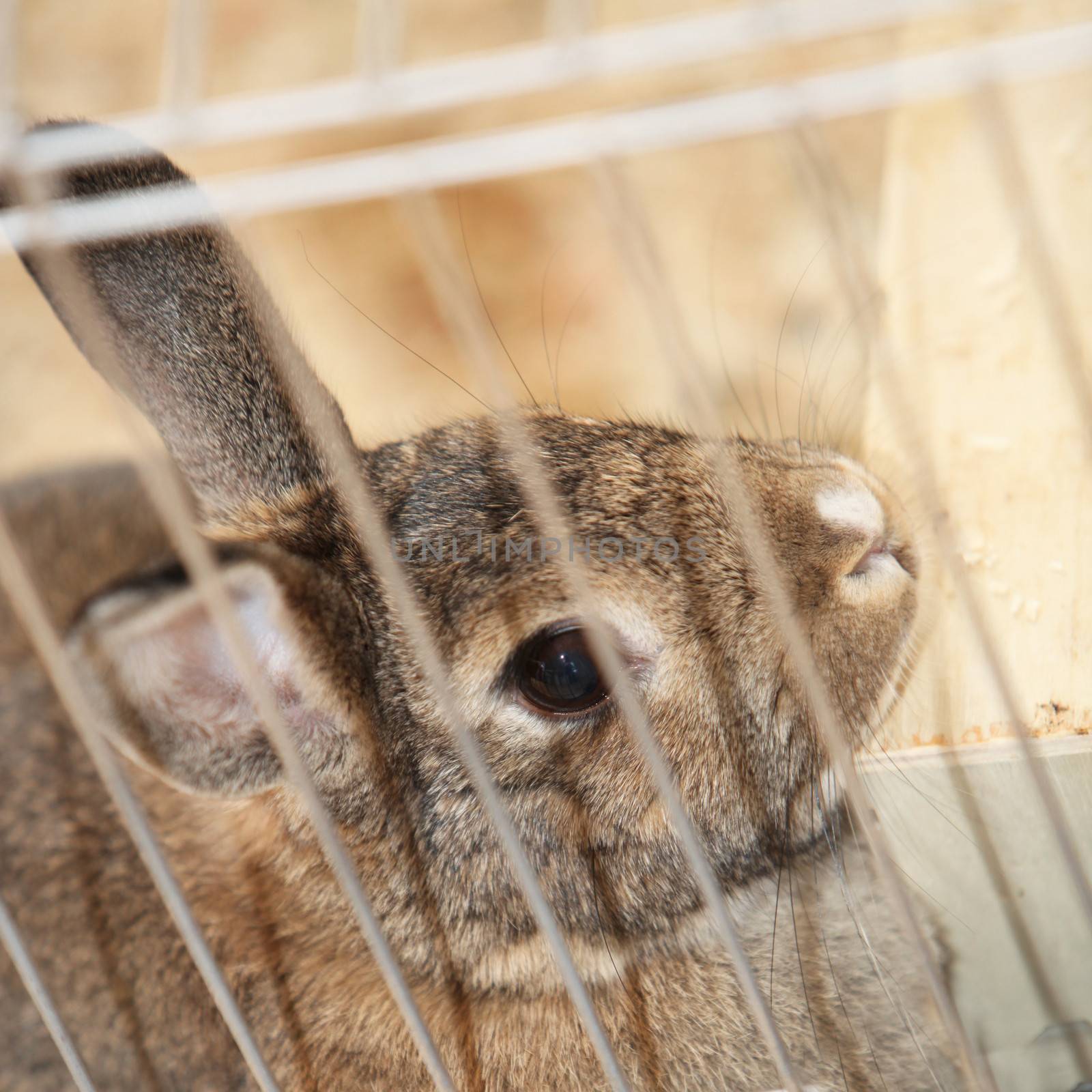 Bunny rabbit in a cage by Farina6000