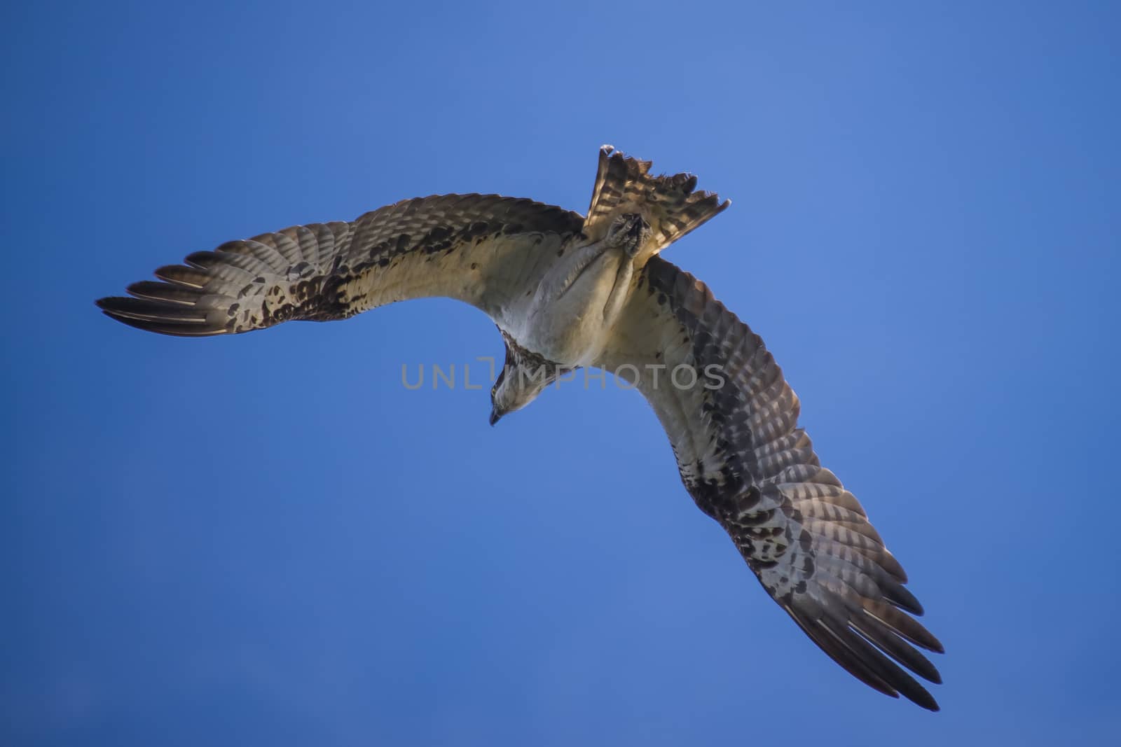 a beautiful day in a boat at five sea, flying osprey, pandion ha by steirus