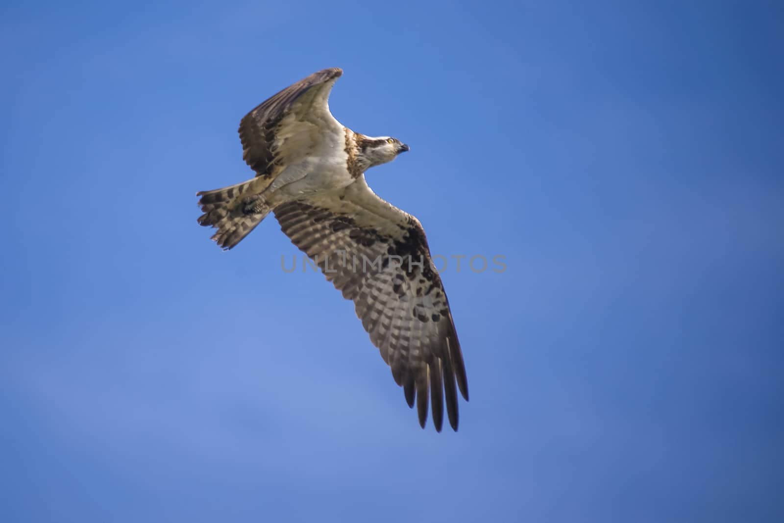 a beautiful day in a boat at five sea, flying osprey, pandion ha by steirus