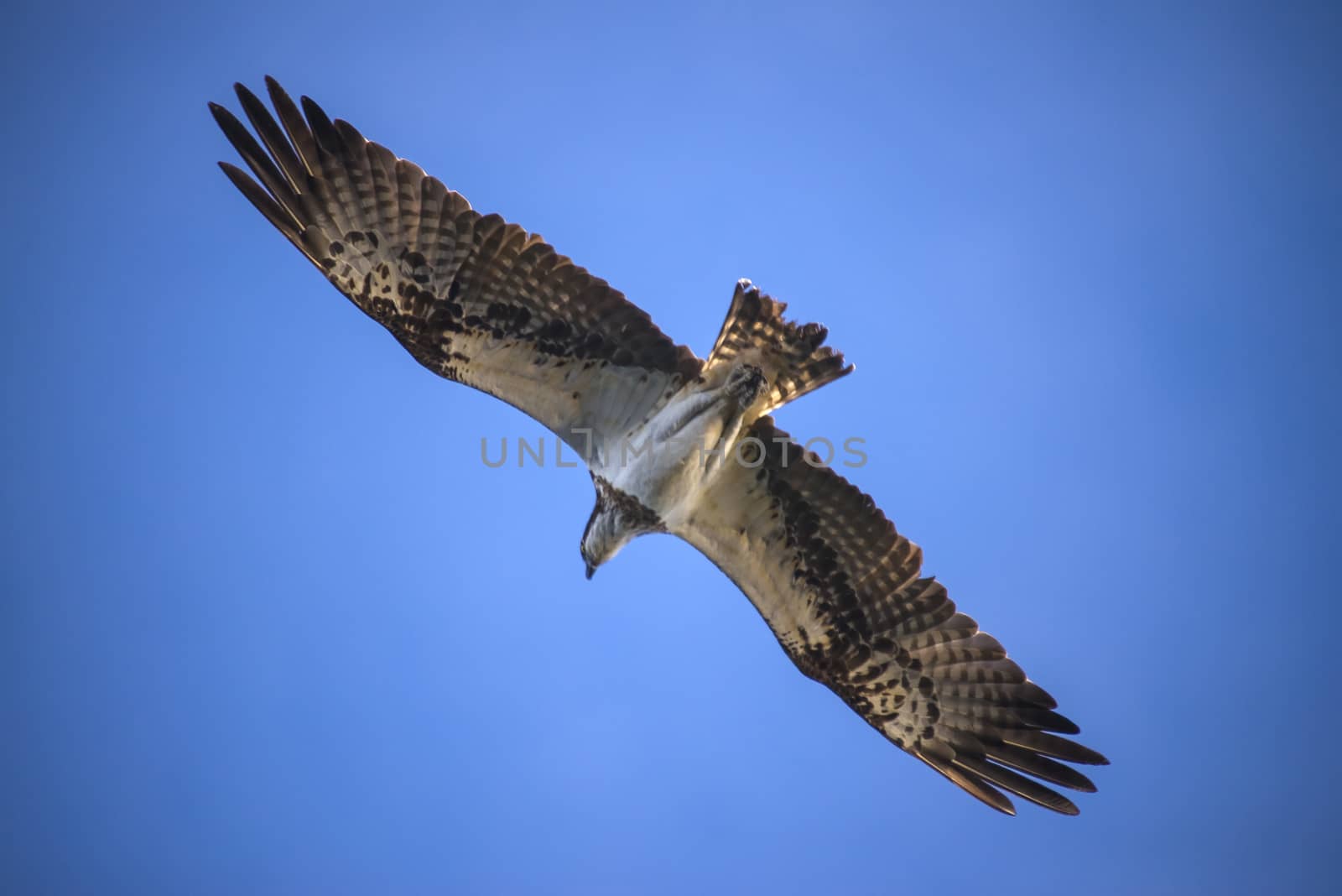 a beautiful day in a boat at five sea, flying osprey, pandion ha by steirus