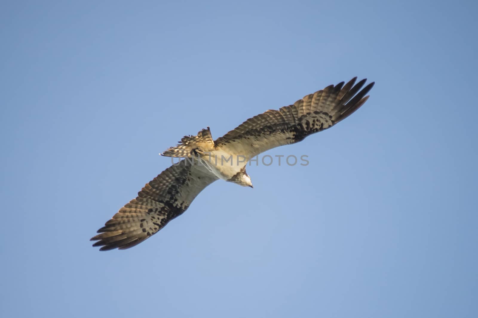 a beautiful day in a boat at five sea, flying osprey, pandion ha by steirus
