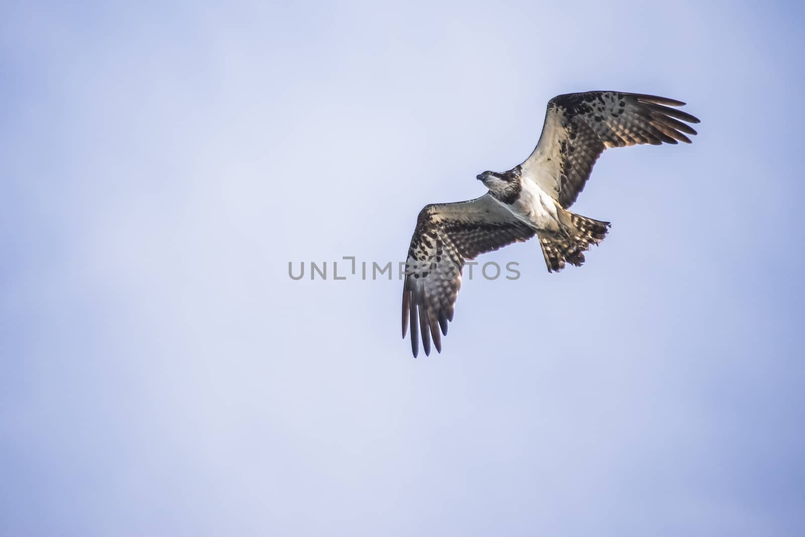 a beautiful day in a boat at five sea, flying osprey, pandion haliaetus by steirus