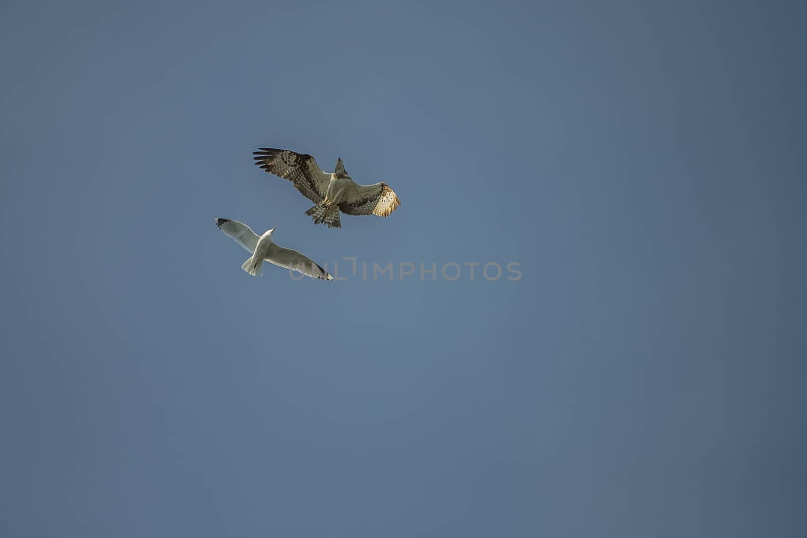 a beautiful day in a boat at five sea, flying osprey, pandion ha by steirus