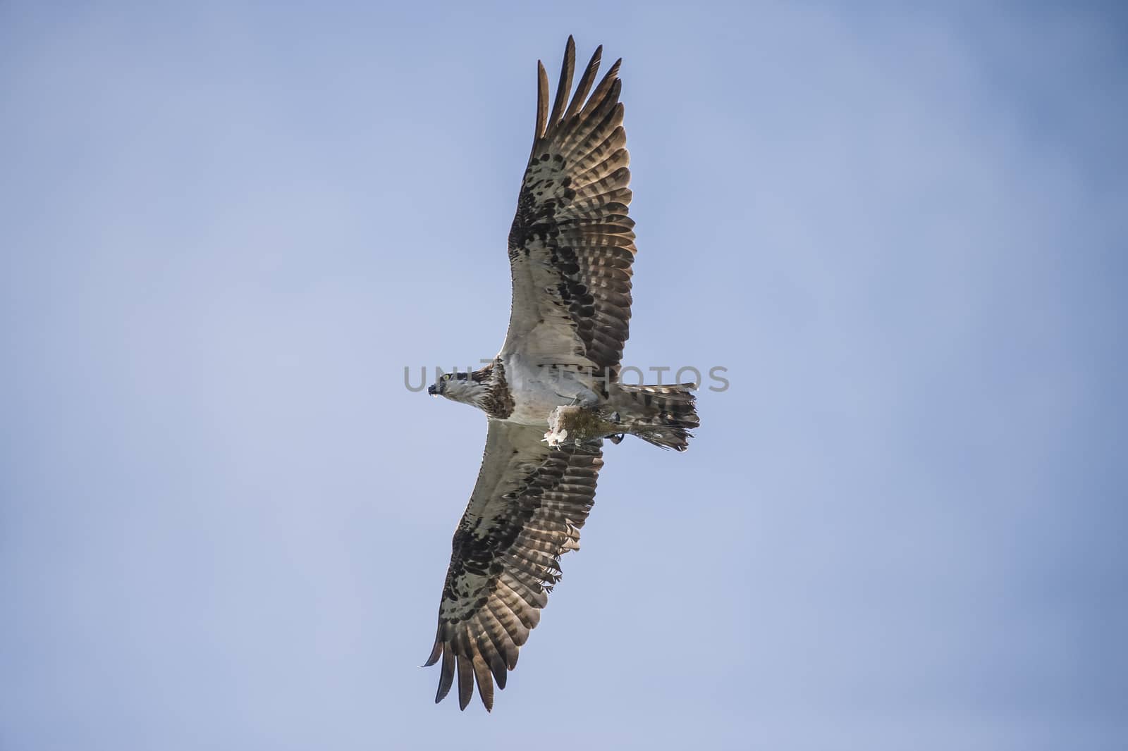 a beautiful day in a boat at five sea, flying osprey, pandion haliaetus by steirus