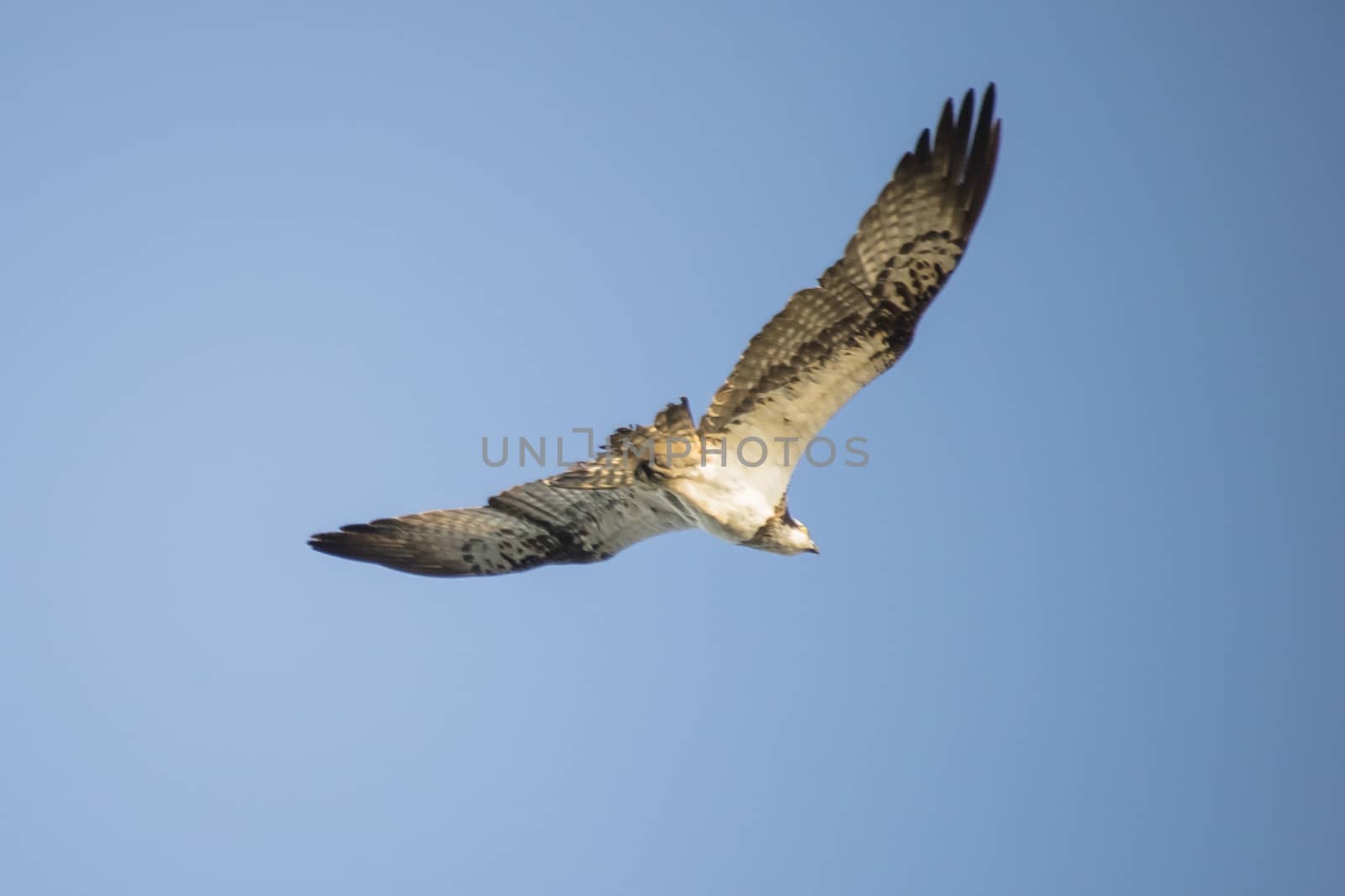 a beautiful day in a boat at five sea, flying osprey, pandion haliaetus by steirus