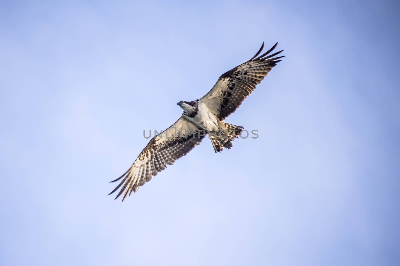 a beautiful day in a boat at five sea, flying osprey, pandion haliaetus by steirus
