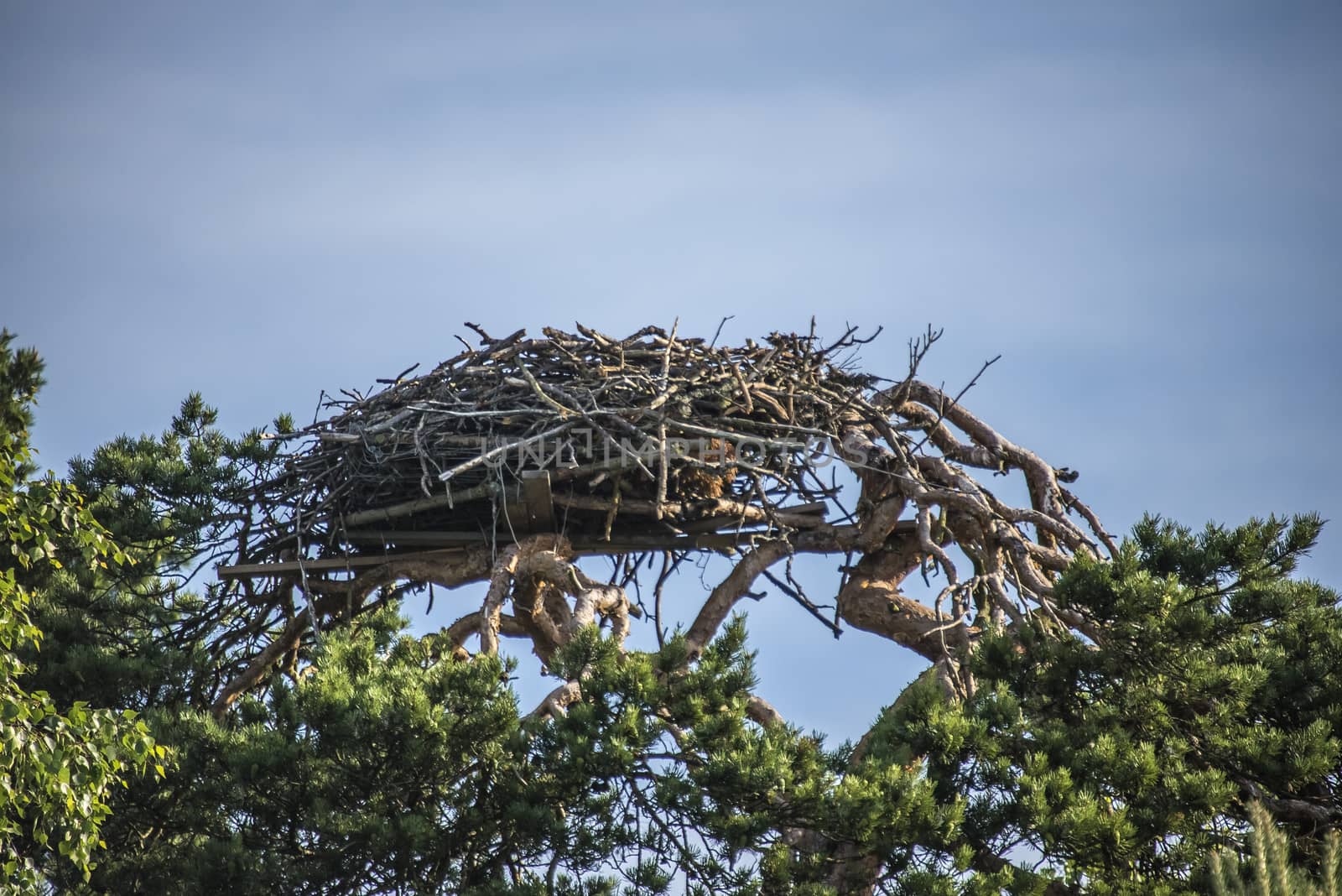a beautiful day in a boat at five sea, osprey nest by steirus