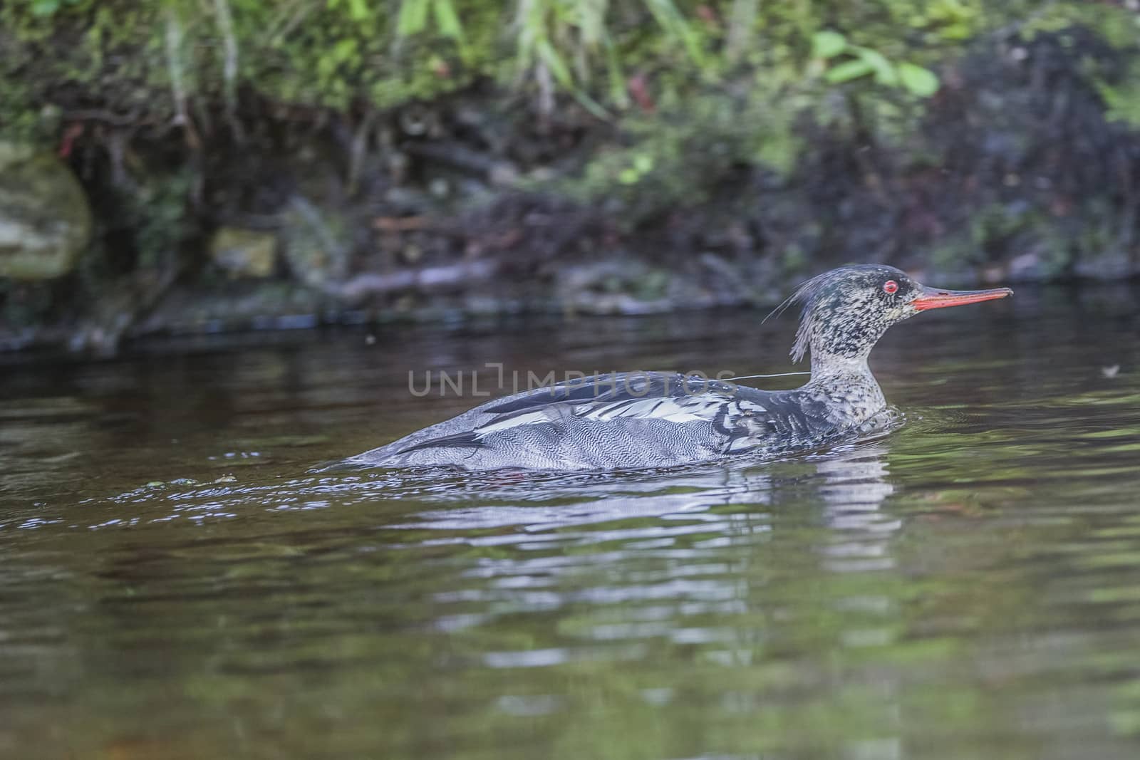 a beautiful day in a boat at five sea, red-breasted merganser, m by steirus