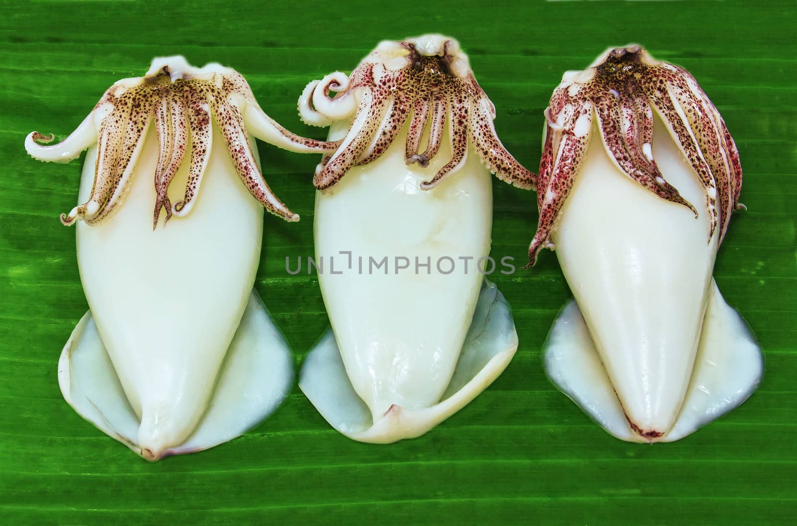 Blanched squid tubes on a banana leaf. by sutipp11