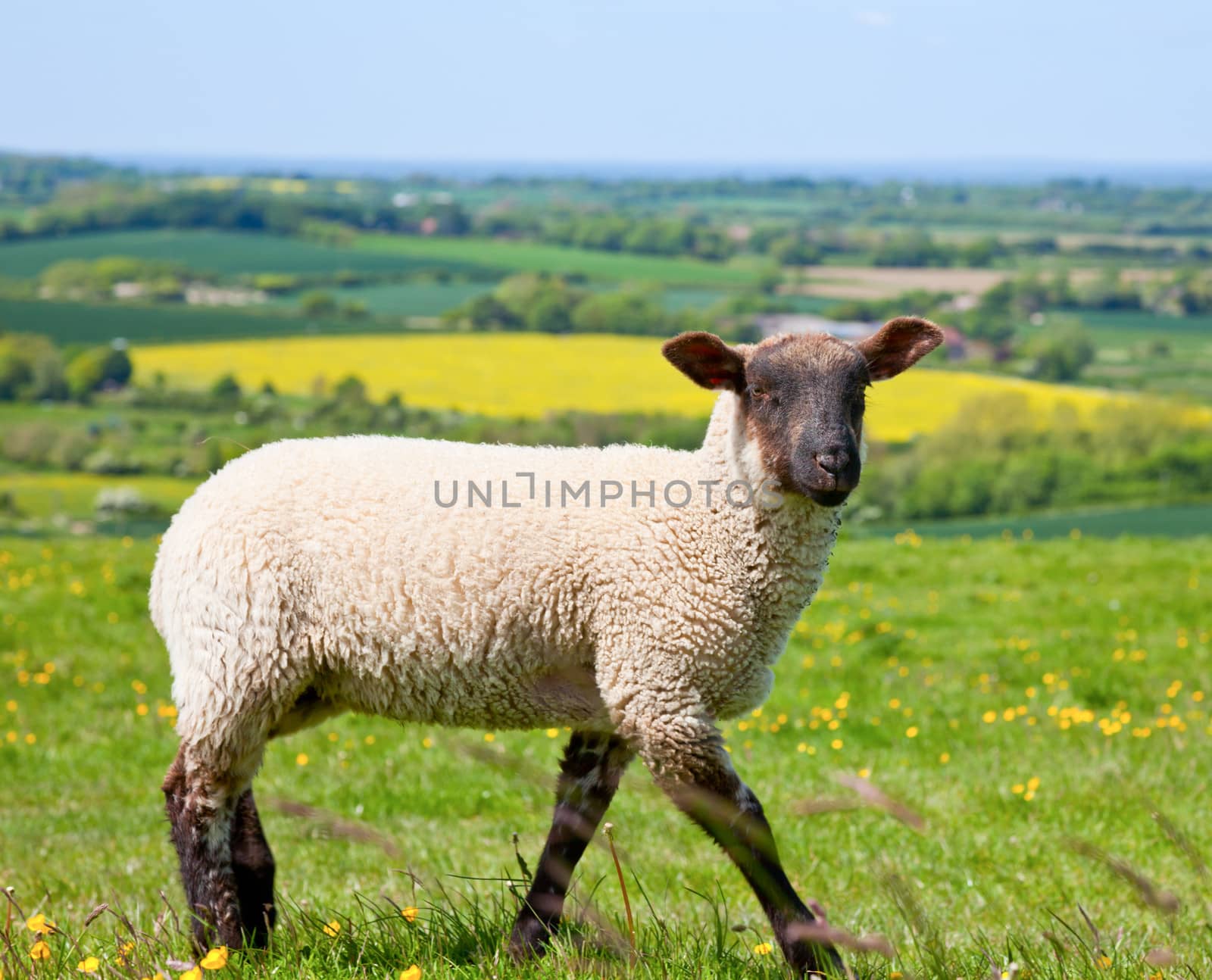 Lamb by naumoid