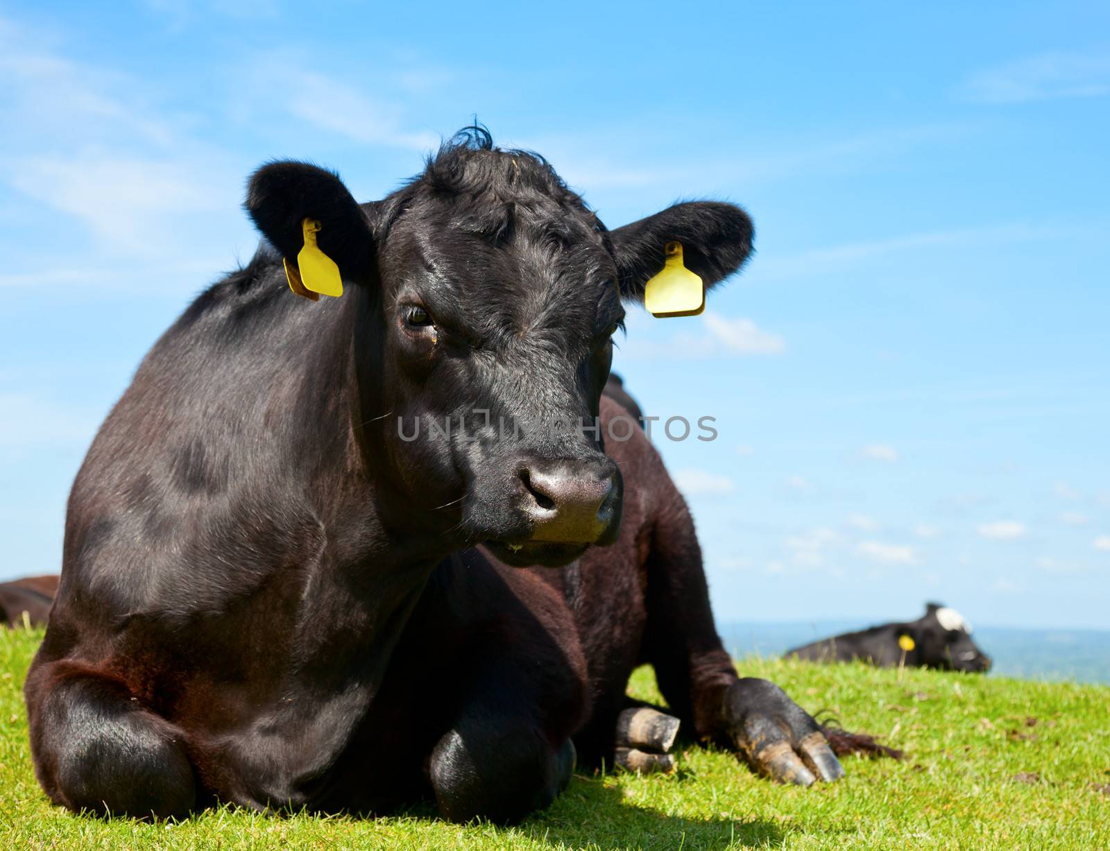 Black Aberdeen Angus cow at pasture in England