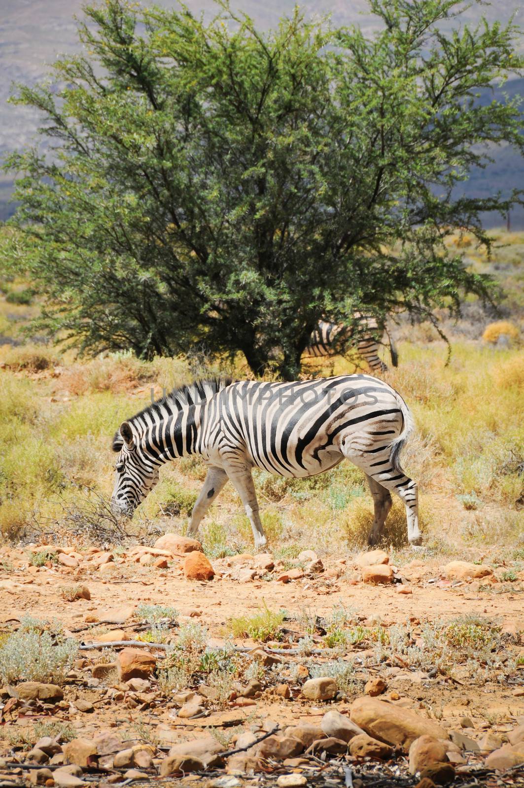 One wild zebra in Afrian bush  by iryna_rasko