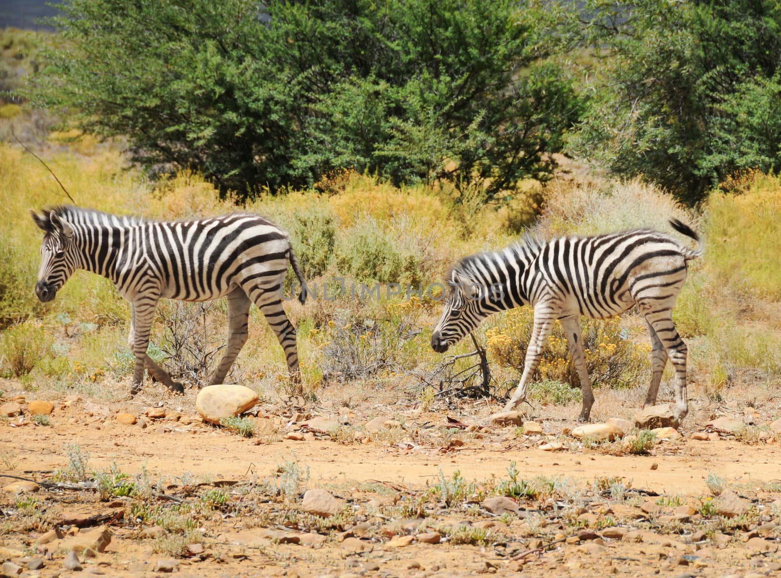 Two wild small zebras foals in Afrian bush