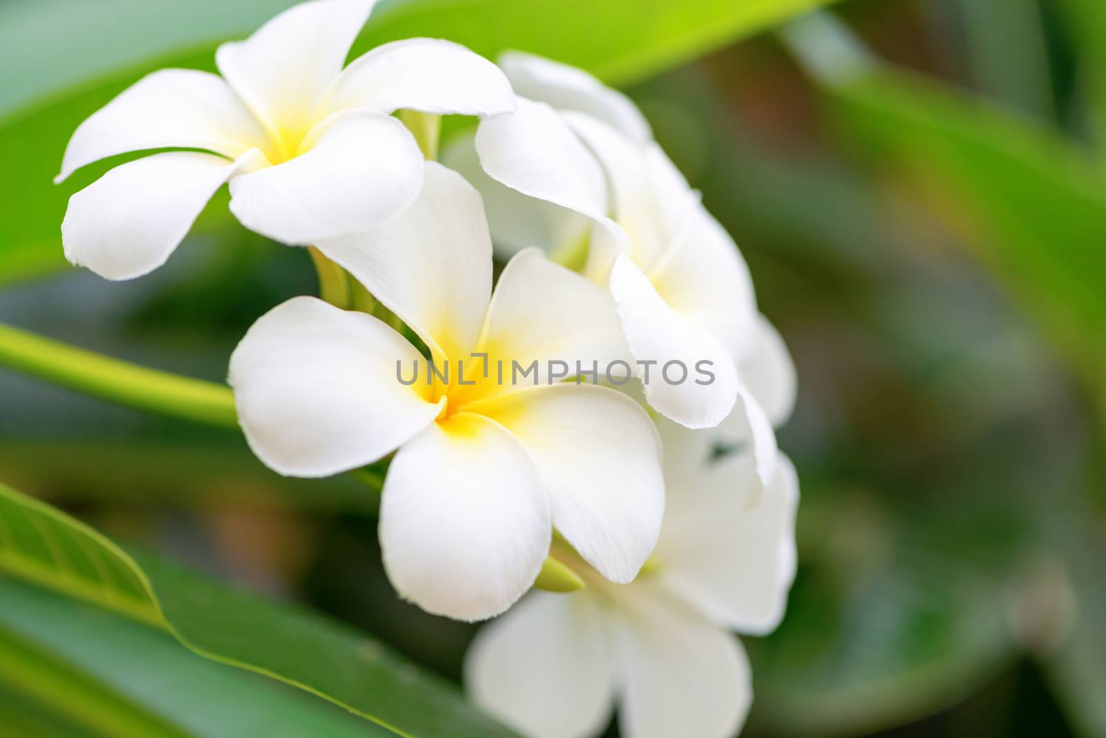 White frangipani flowers on green tree branch
