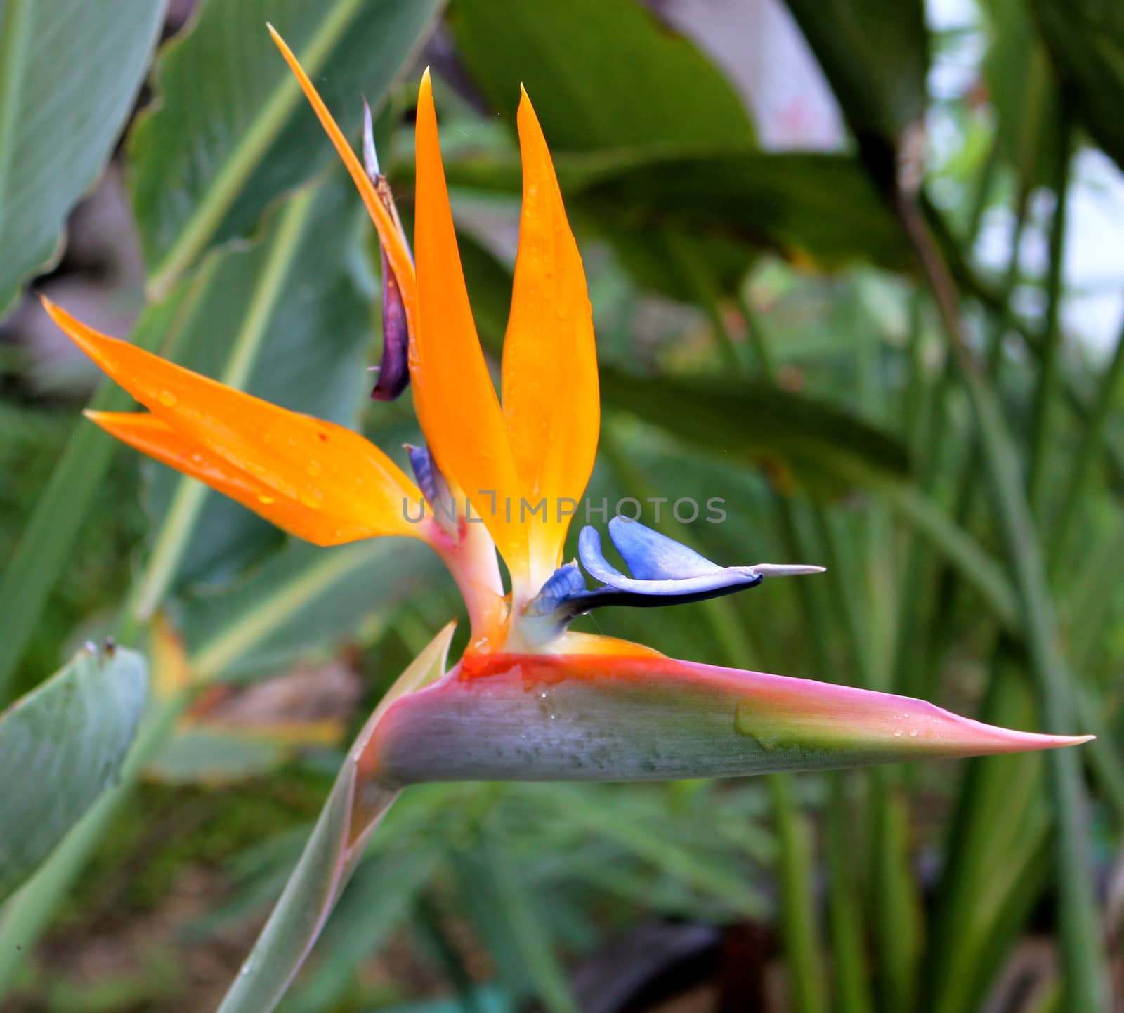 Profile of a stunning Strelitzia Reginae (commonly known as Bird of Paradise Flower) after a tropical rain in the Mayan Riviera, Mexico