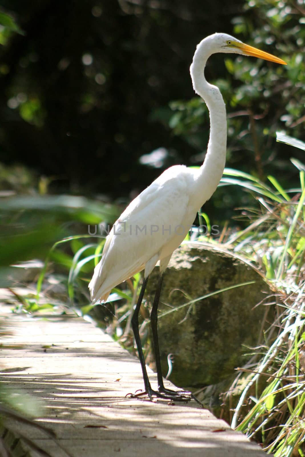 A Great Egret (Ardea Alba) standing alone near wetlands in the Mayan Riviera, Mexico
