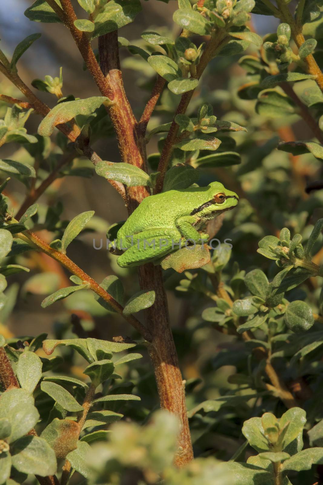green tree frog in tree by cameratales
