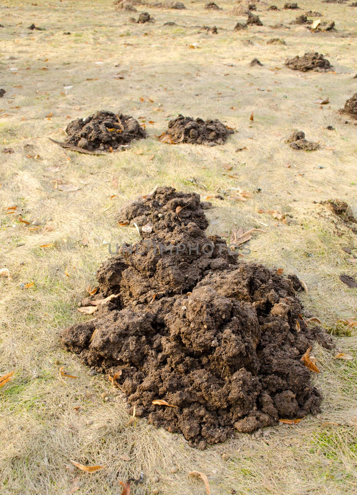 mole hill soil left after winter on garden meadow lawn grass in spring.