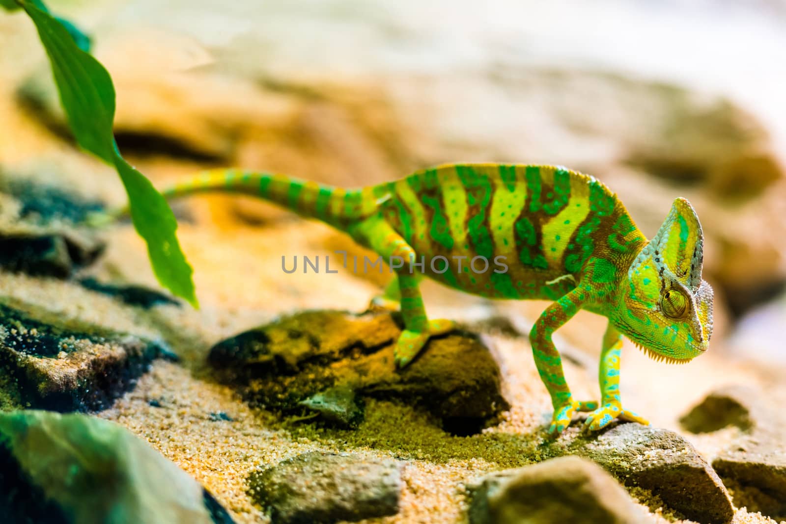 Panther Chamaeleon - Furcifer pardalis in natural environment - shallow depth of field