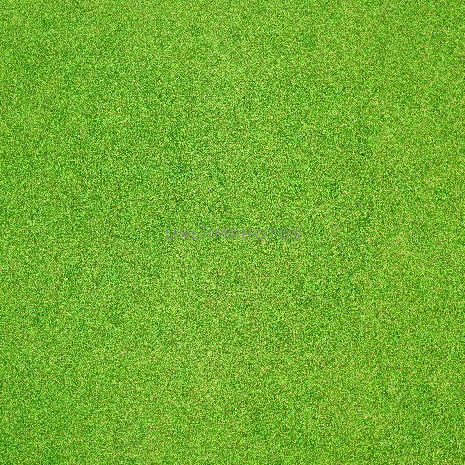 Grass