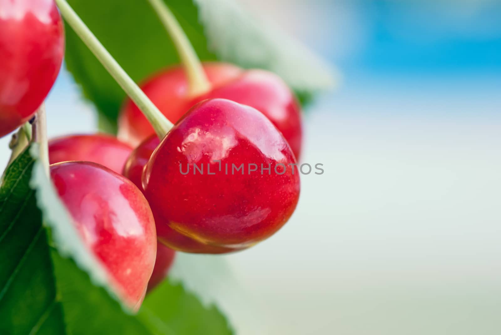 Red and sweet cherries on a branch just before harvest in early summer by Zhukow