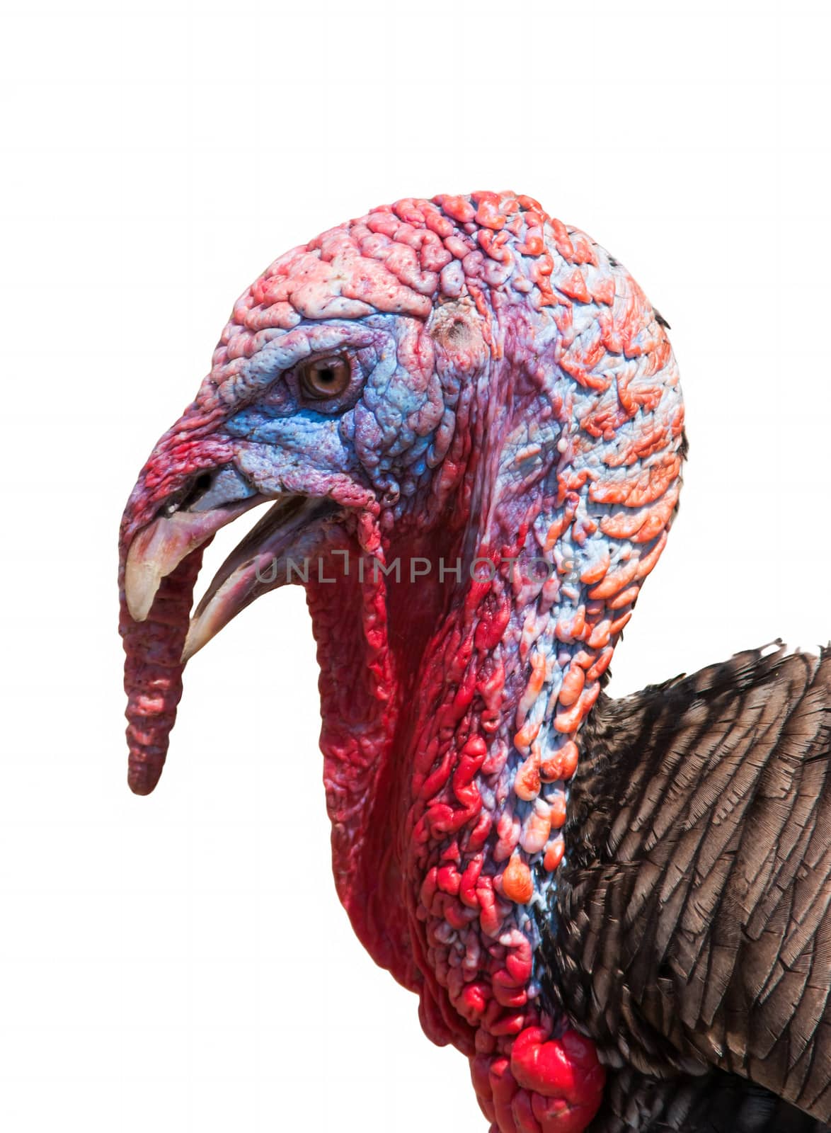 Portrait of a turkey a over white background by Zhukow