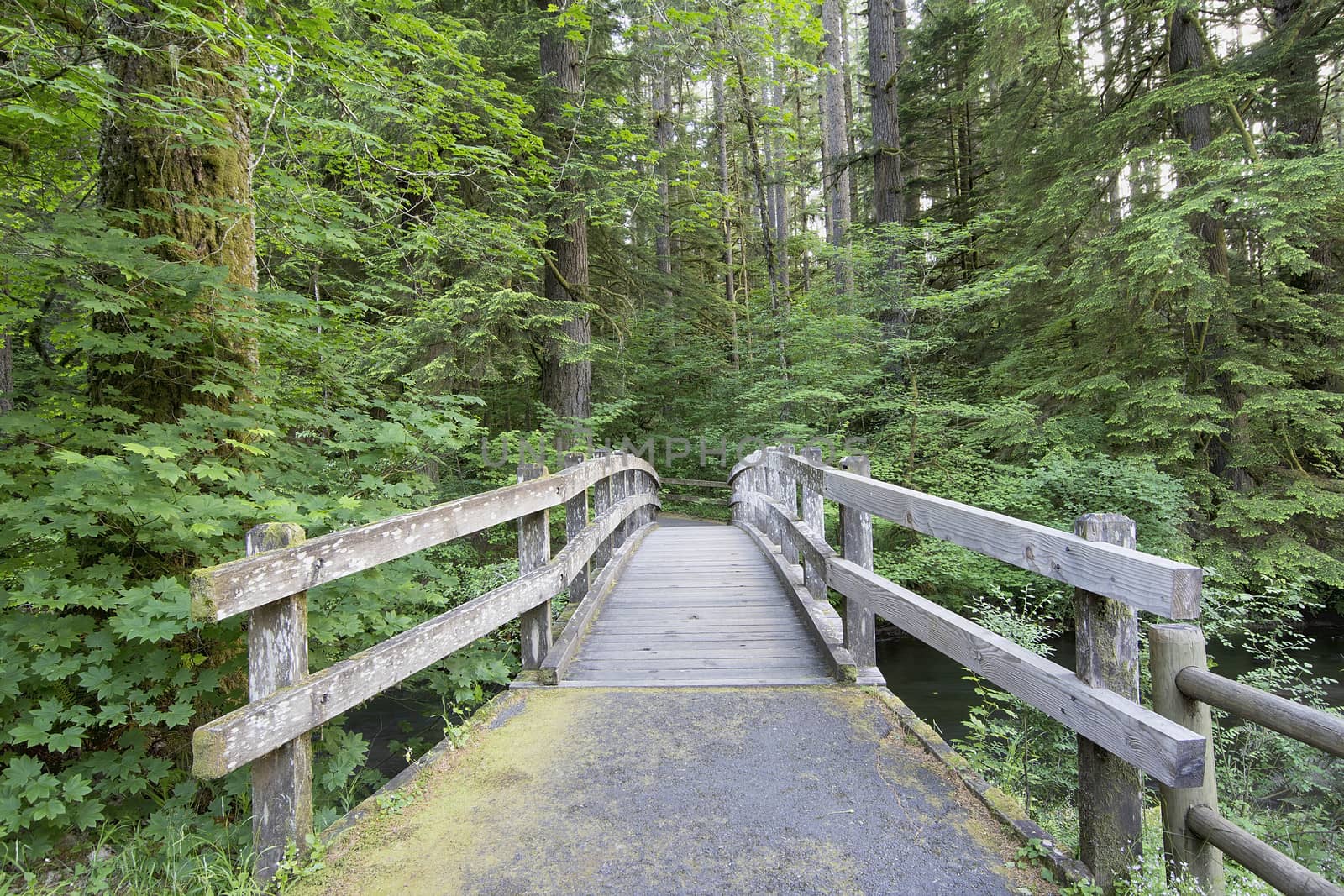 Wooden Foot Bridge Along Hiking Trail in Silver Falls State Park Oregon