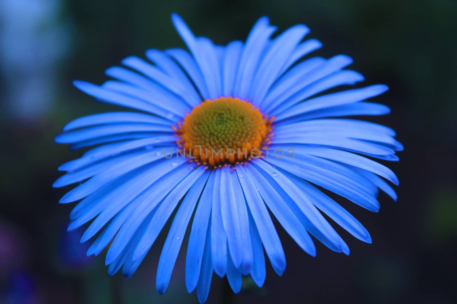 Beautiful purple flower, nature.