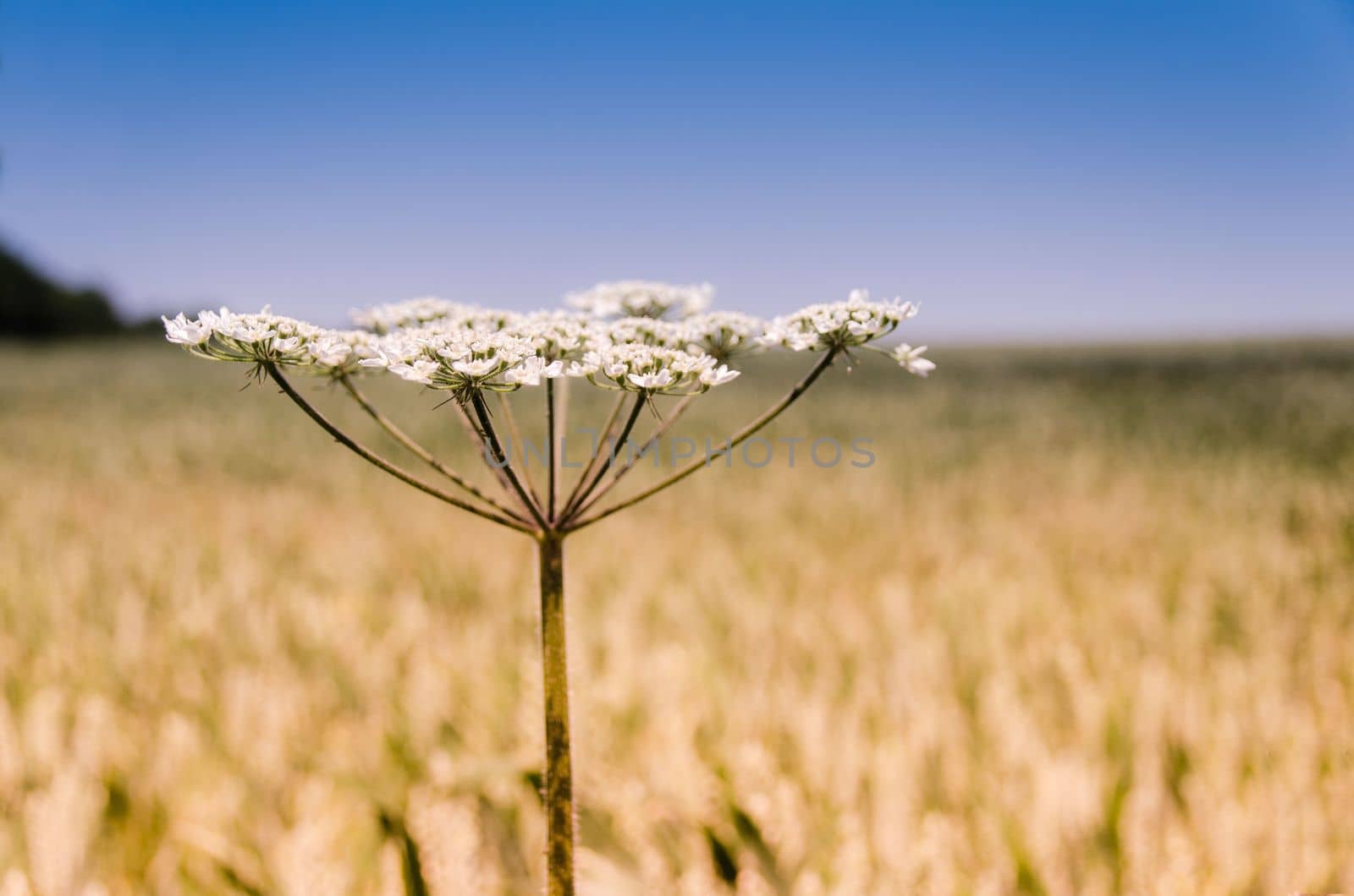 Cow Parsley by Jez22