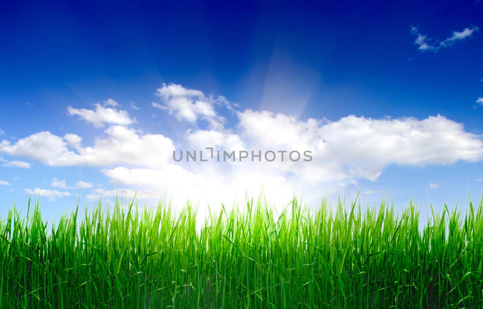 green grass and perfect sky