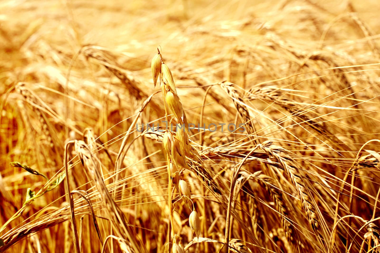 wheat by sabphoto