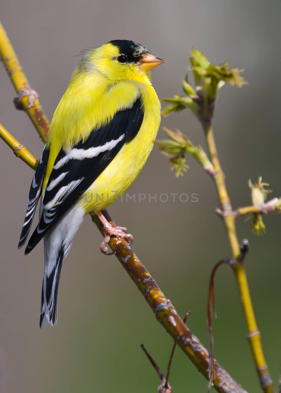 A beautiful Goldfinch perched on a branch.