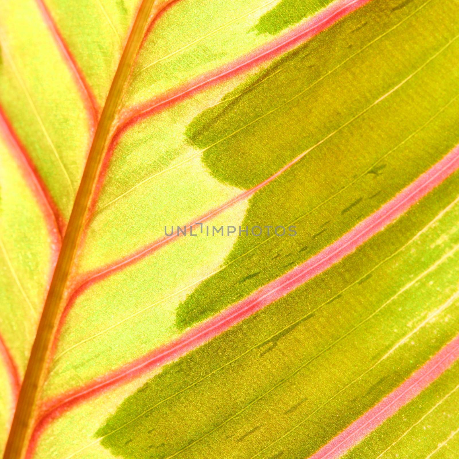 red leaf macro close up